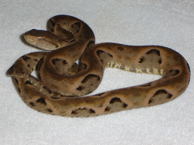 Bothrops moojeni.JPG [134 Kb]